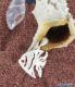 Pendentif poisson en argent 925 et perle en corail