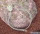 bracelet cordon gris elastique et oeil de sainte lucie